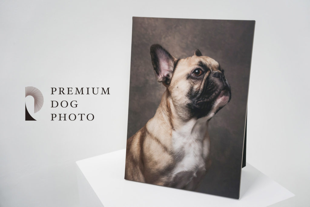 PREMIUM DOG PHOTO スペシャルプラン